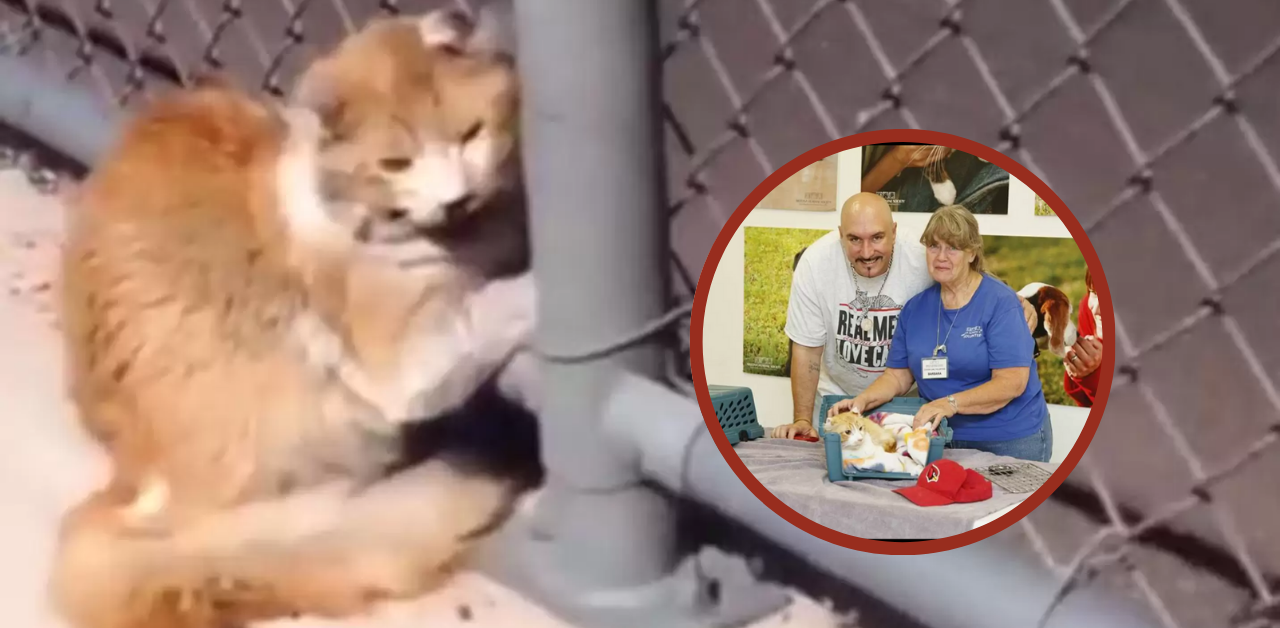 When everyone else said no, a brave man saved a cat from a freeway